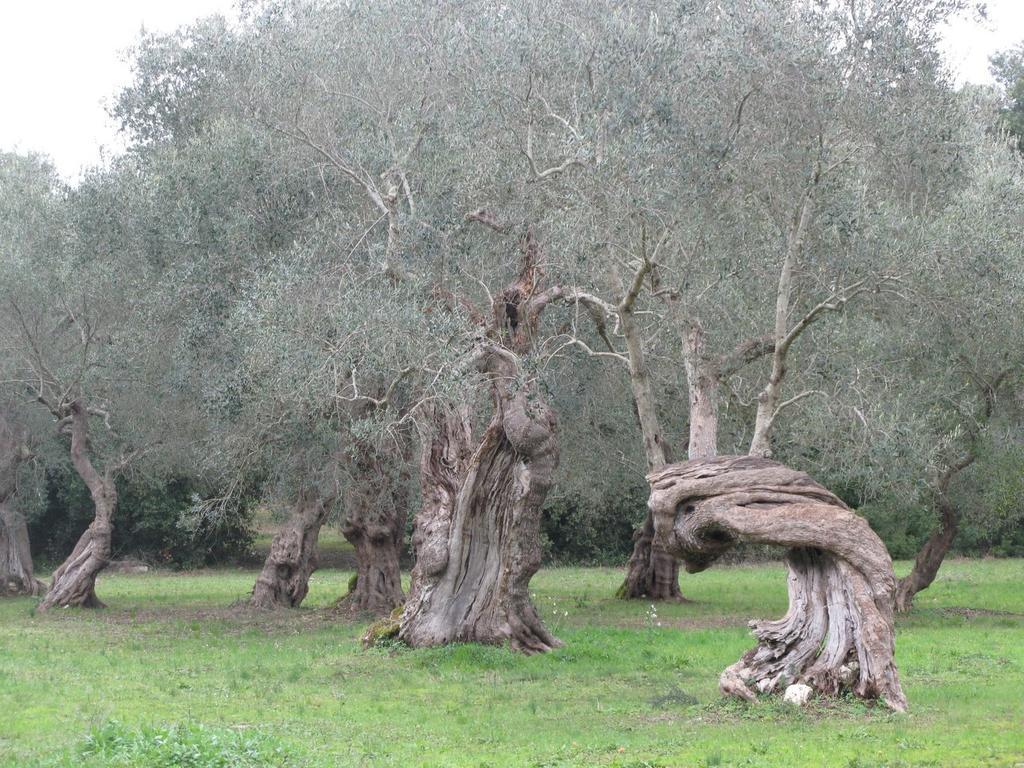 Tenuta Sant'Andrea Giuggianello المظهر الخارجي الصورة