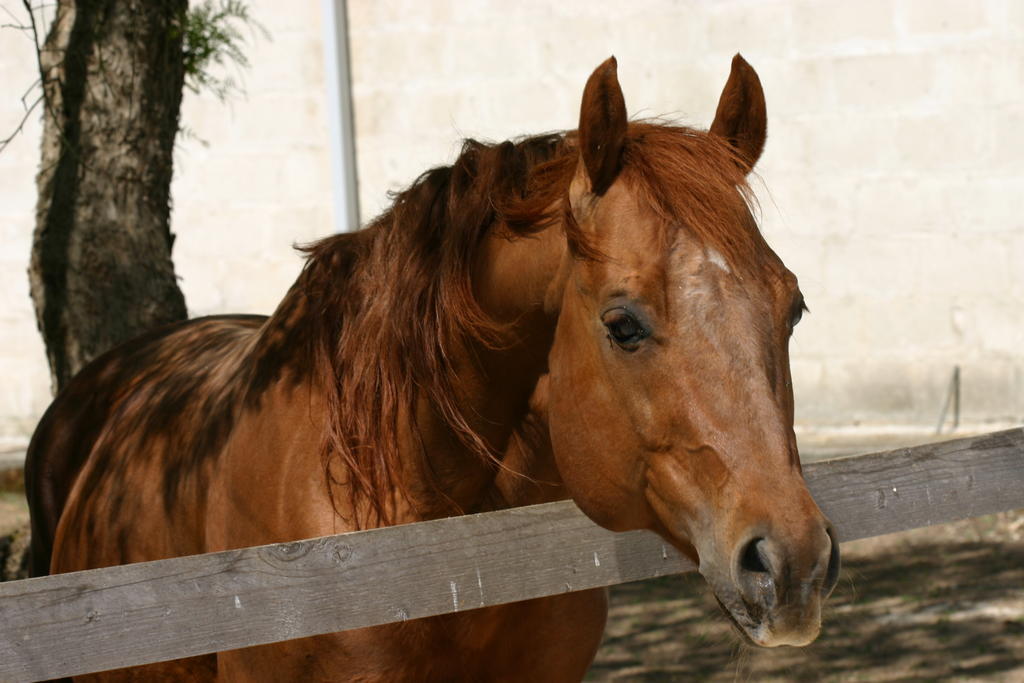 Tenuta Sant'Andrea Giuggianello المظهر الخارجي الصورة